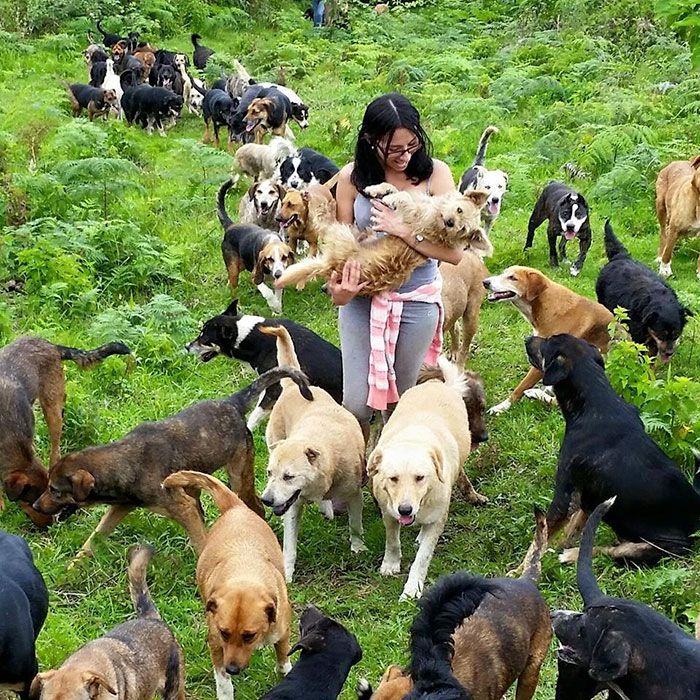 "Земля дворняг" - рай для бродячих собак в Коста-Рике