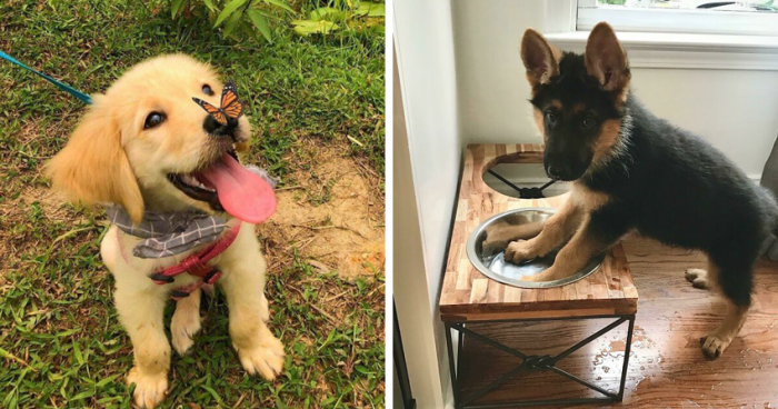 40 милейших фото собак, которые скрасят ваш день (20 фото)