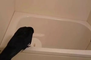 Ворона принимает ванну