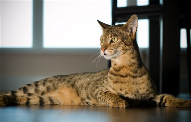 Кошки Ашера: самые большие и самые дорогие домашние кошки