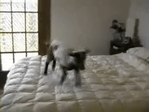 Прикольные гифки