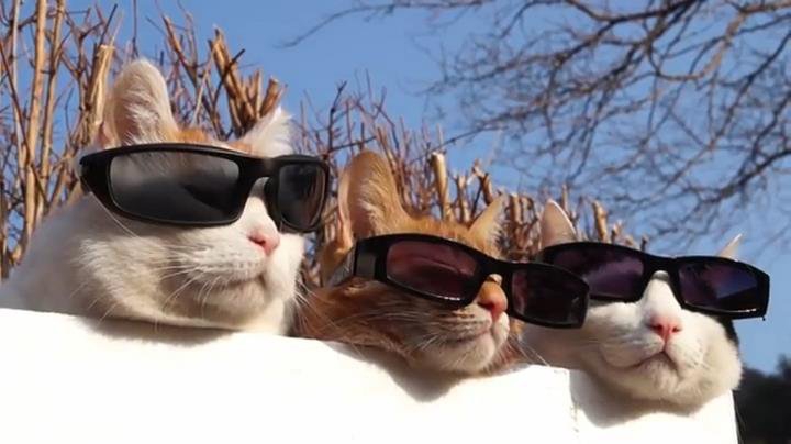 Кошки и солнцезащитные очки
