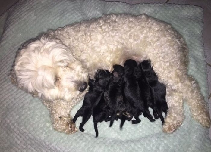 У белой собаки родились абсолютно чёрные щенки
