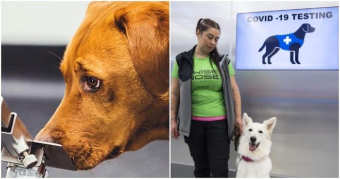 Собаки-ищейки определяют SARS-CoV-2 идентично ПЦР-тестам (4 фото)