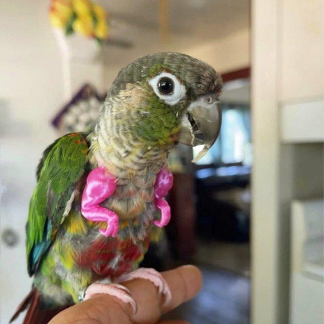 Тренд весны: найди попугая с руками (8 фото)