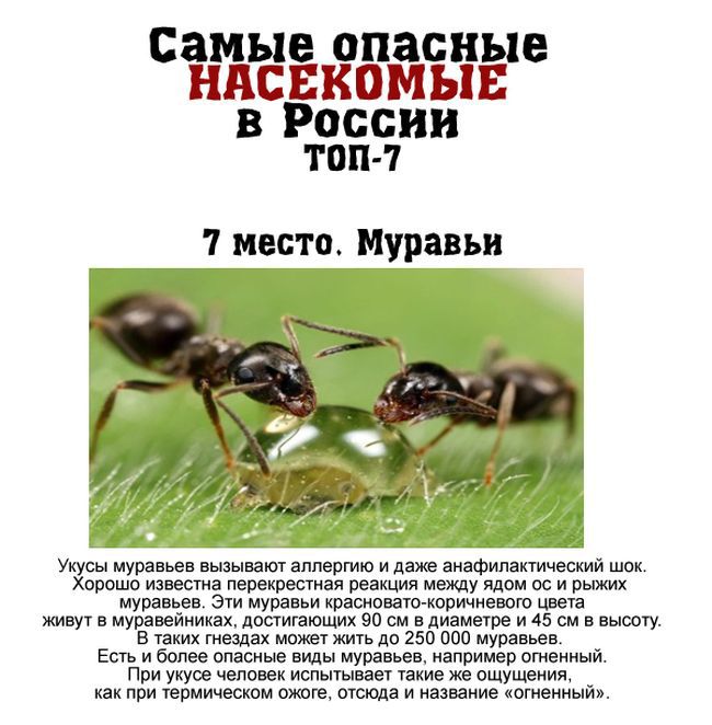 Опасные насекомые России